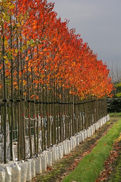 The flame orange foliage of Prunus avium Plena in autumn