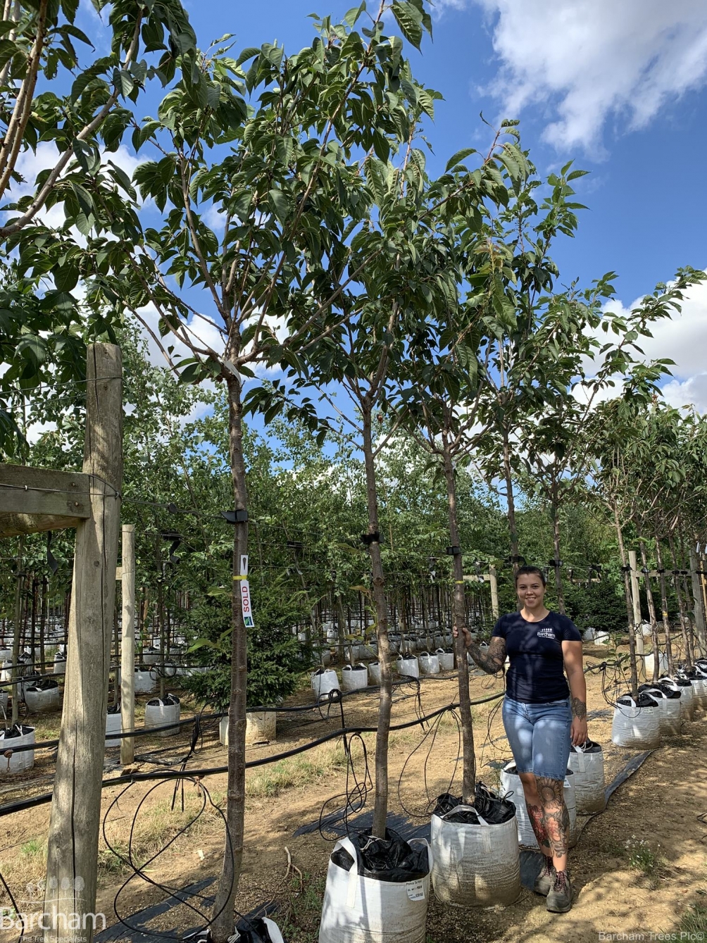 Prunus Tai Haku