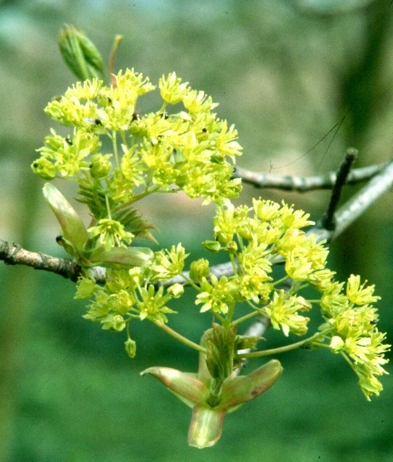 the yellow flower of Acer platanoides Farlakes Green
