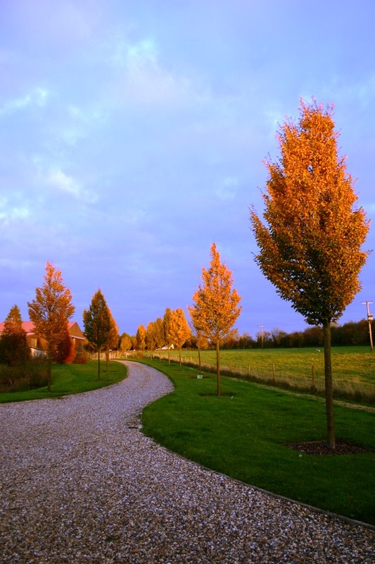 Beautiful autumn colour of  Medium Upright Hornbeam from this batch <> Carpinus betulus Frans Fontaine