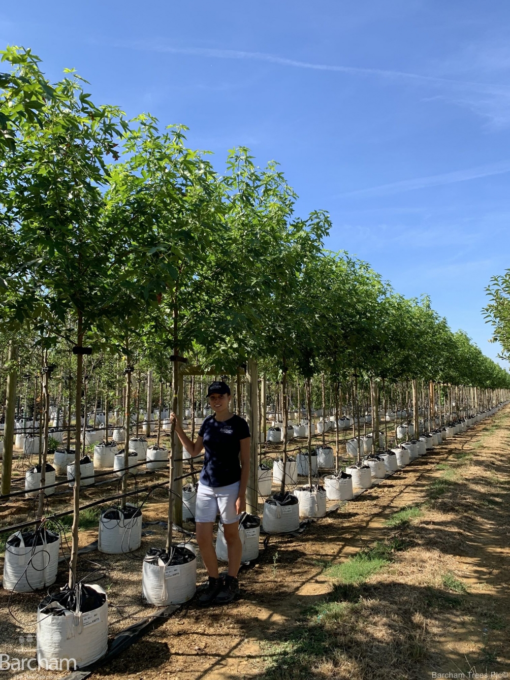 Liquidambar styraciflua Worplesdon