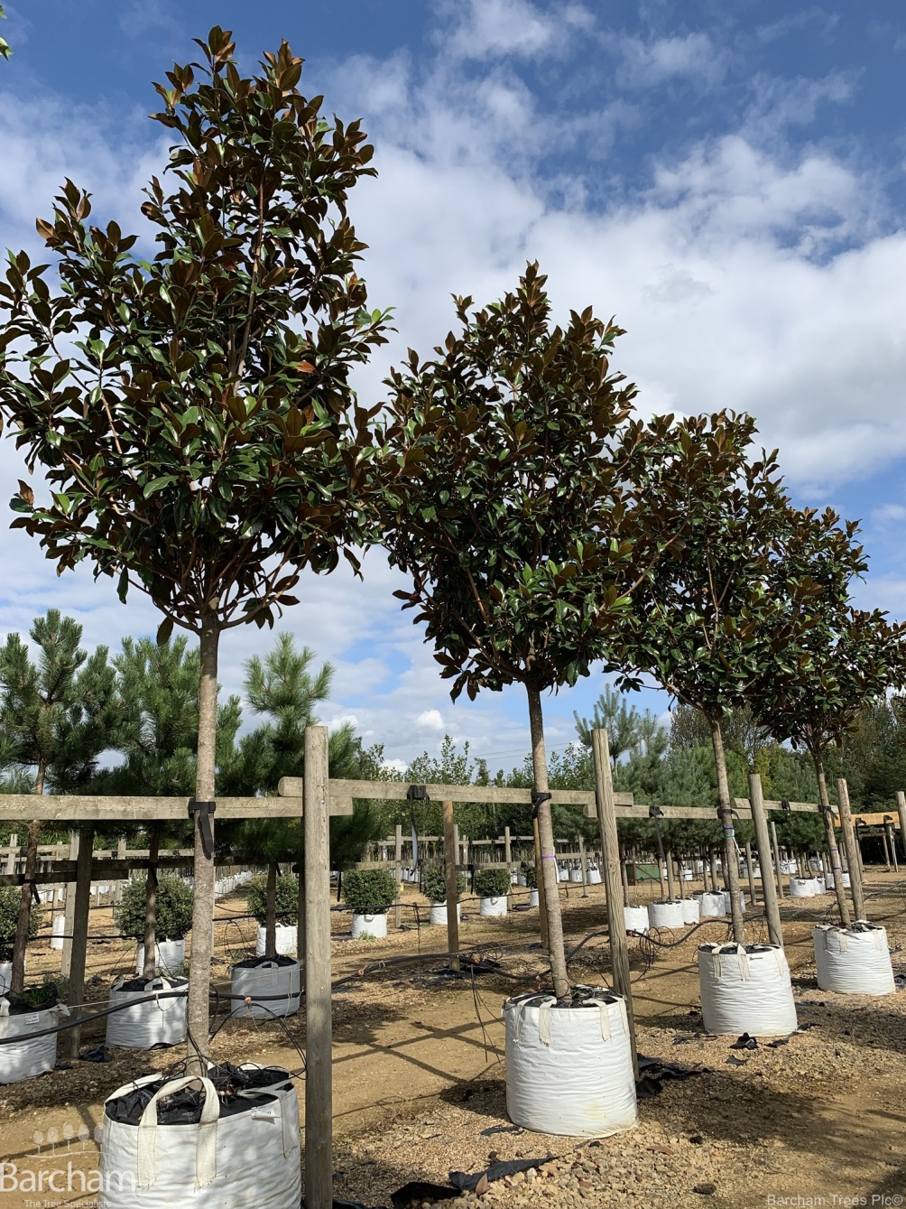 Magnolia Grandiflora