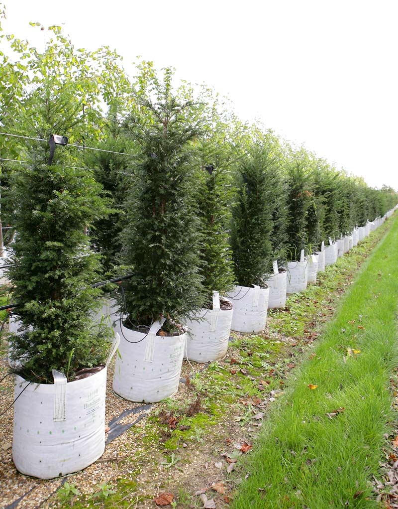 Taxus baccata at Barcham Trees