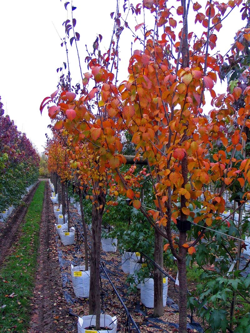 Autumn colour of Prunus hillieri Spire