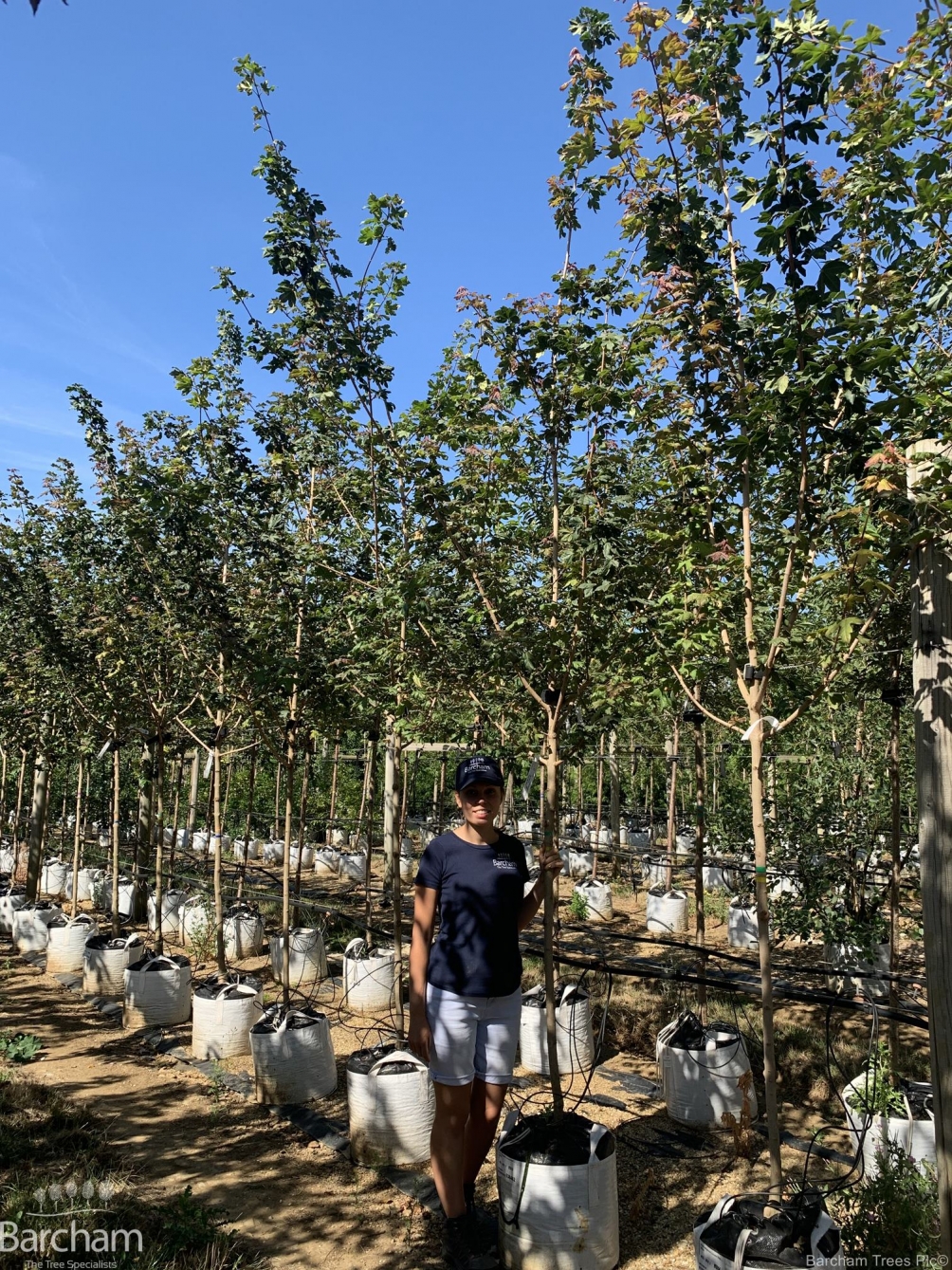 Acer campestre Louisa Red Shine