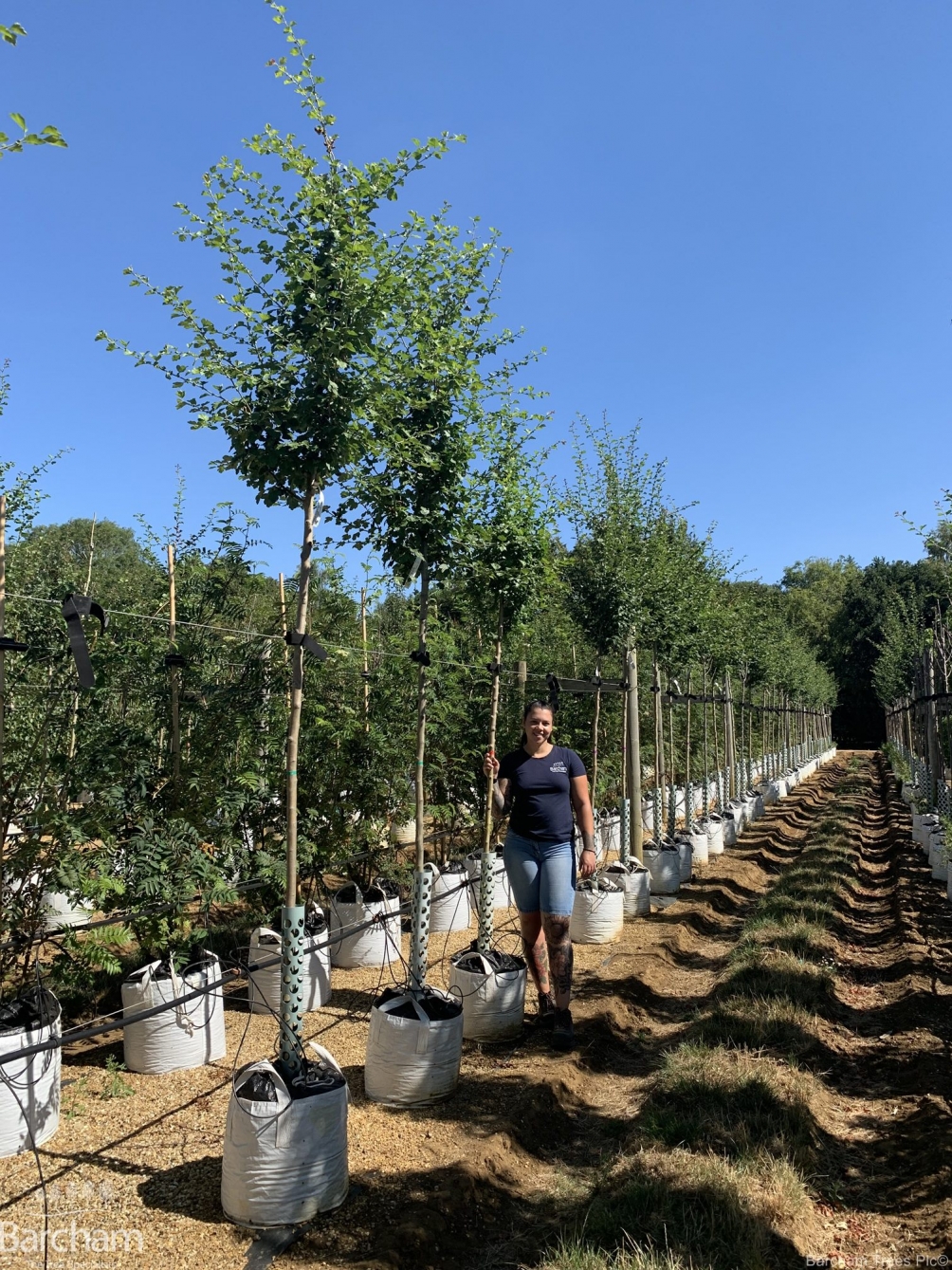 Crataegus laevigata Pauls Scarlet