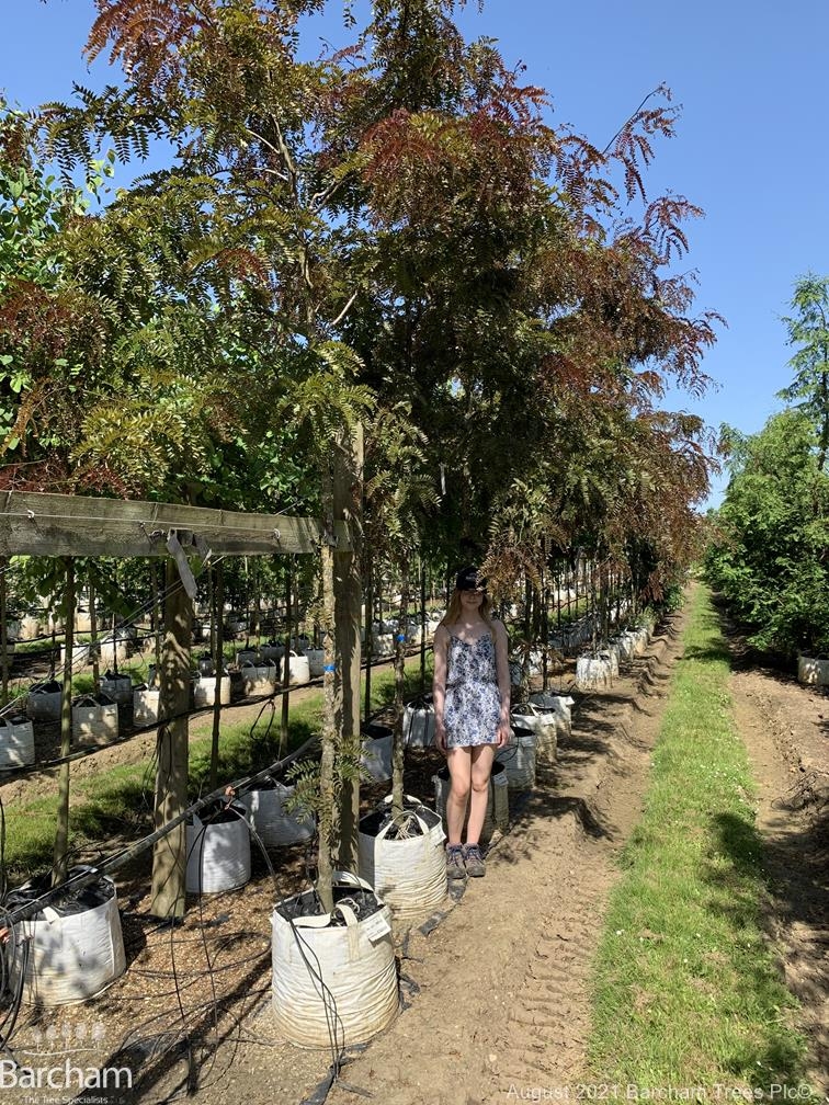 Gleditsia triacanthos Ruby Lace
