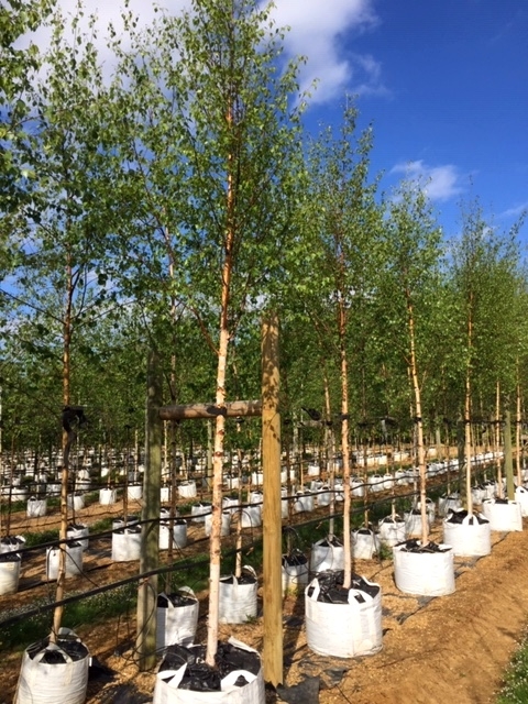 Betula pendula Beverley Baeuty at barcham trees