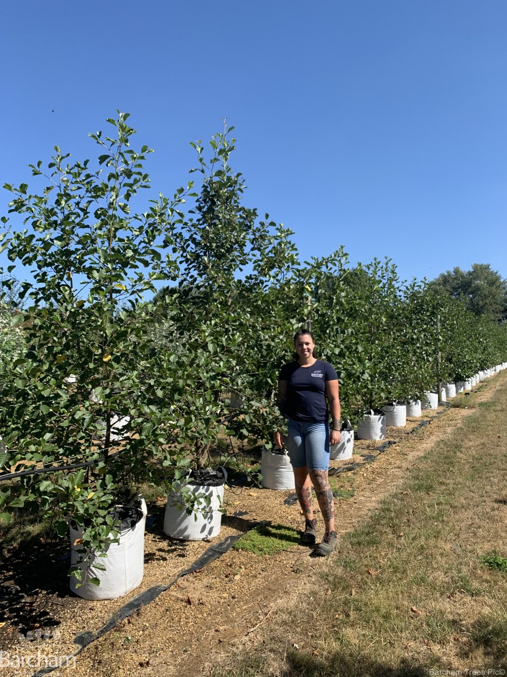 Alnus glutinosa multi stem