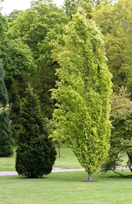 Mature specimen of  Fagus sylvatica Dawyck Gold