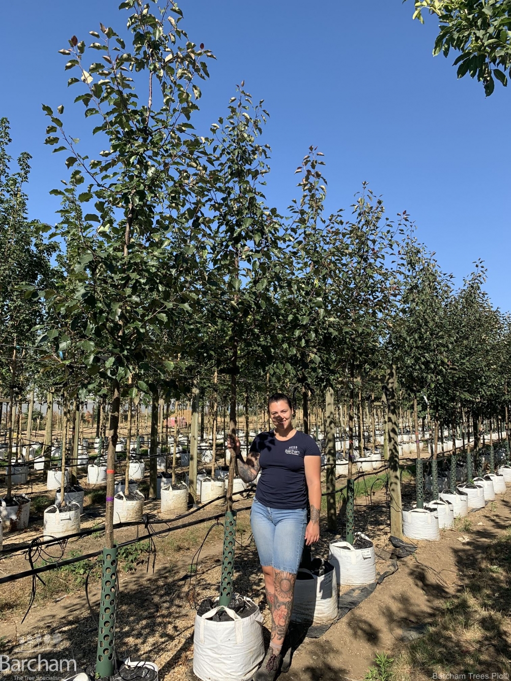 Malus Rudolph