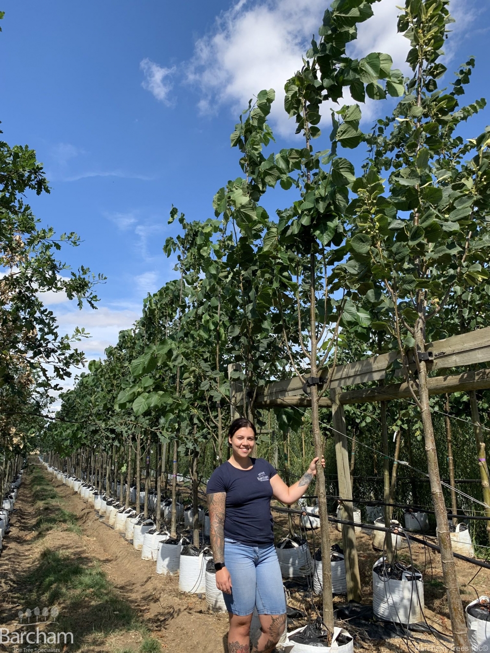 Tilia americana Redmond