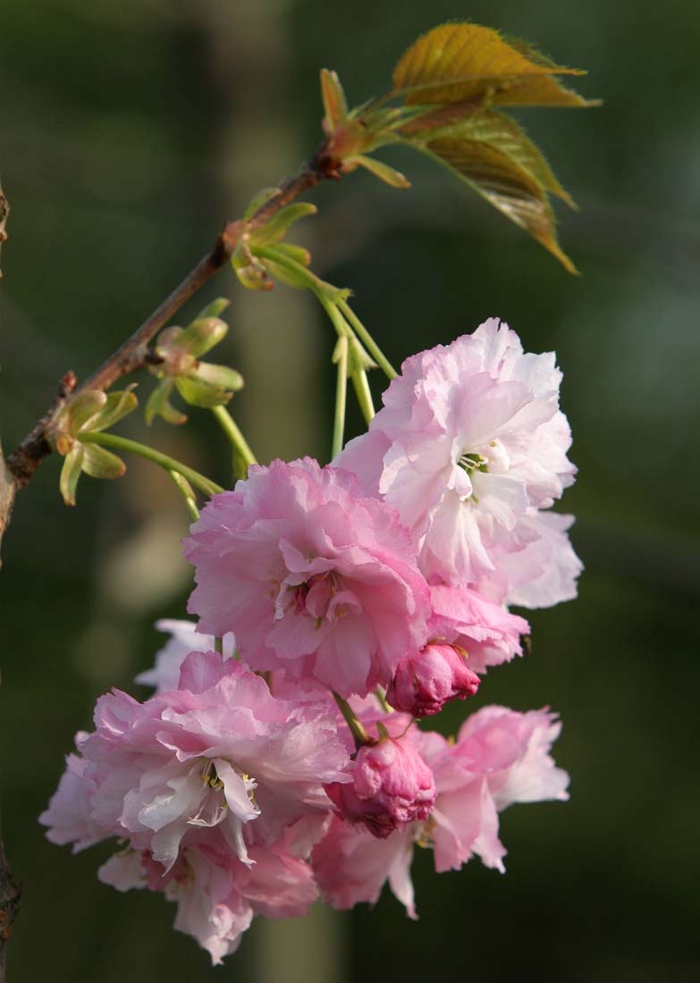 the pink flower of Prunus Pink Perfection