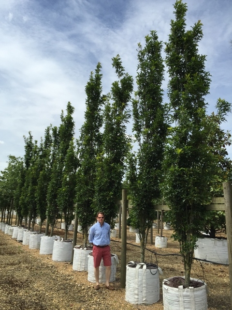 Quercus palustris Green Pillar to scale at barcham trees