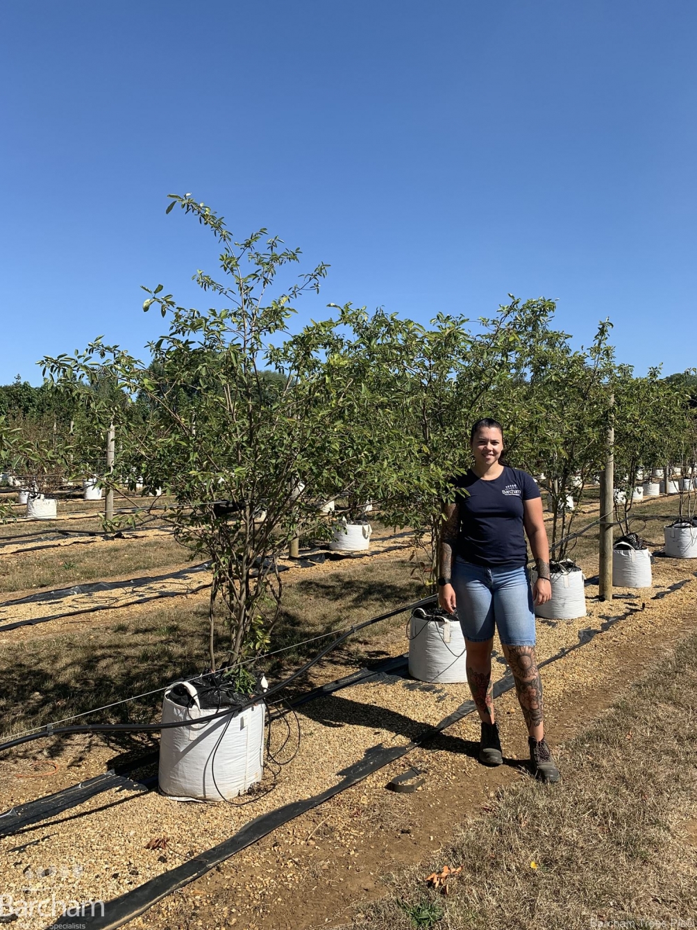 Amelanchier lamarckii multi-stem