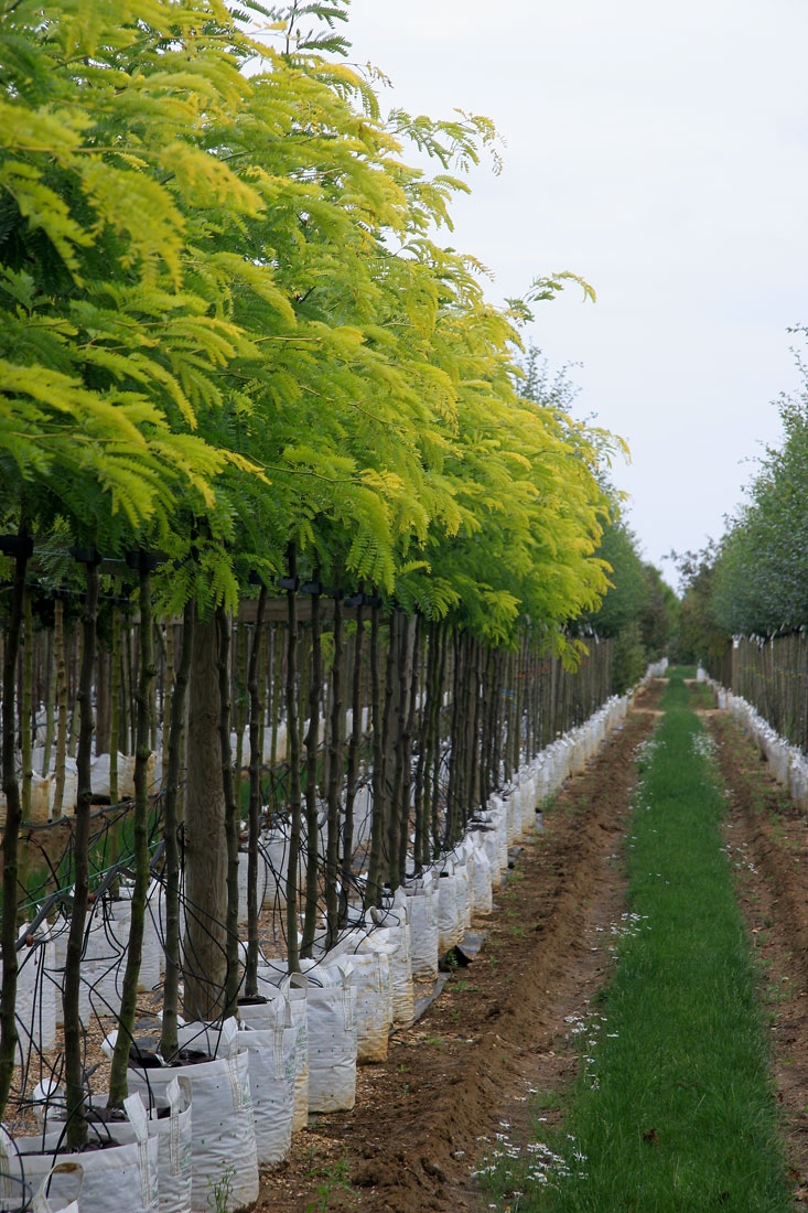 Gleditsia triacanthos Sunburst on the Barcham trees nursery