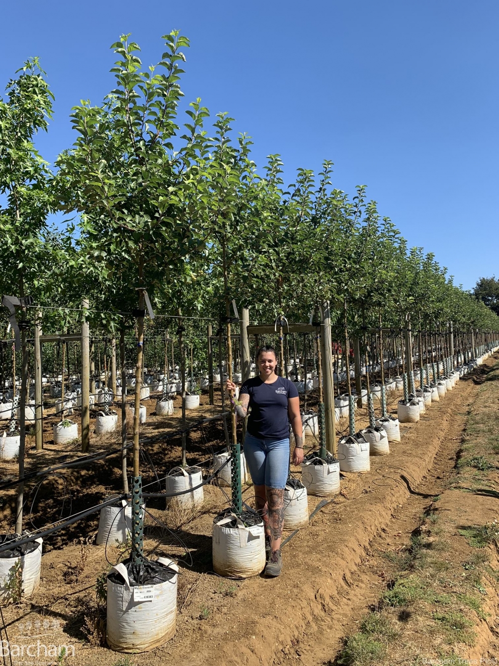 Malus Evereste