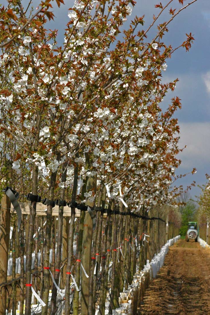 Prunus Tai Haku in flower on the Barcham Trees nursery