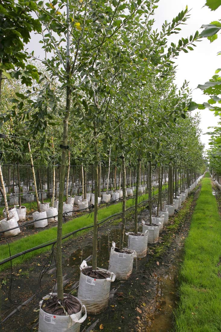 Salix daphnoides in a row on Barcham Trees nursery