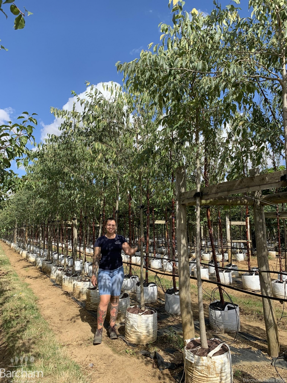 Celtis Australis