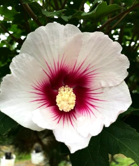 The unusal white flower of Hibiscus Resi