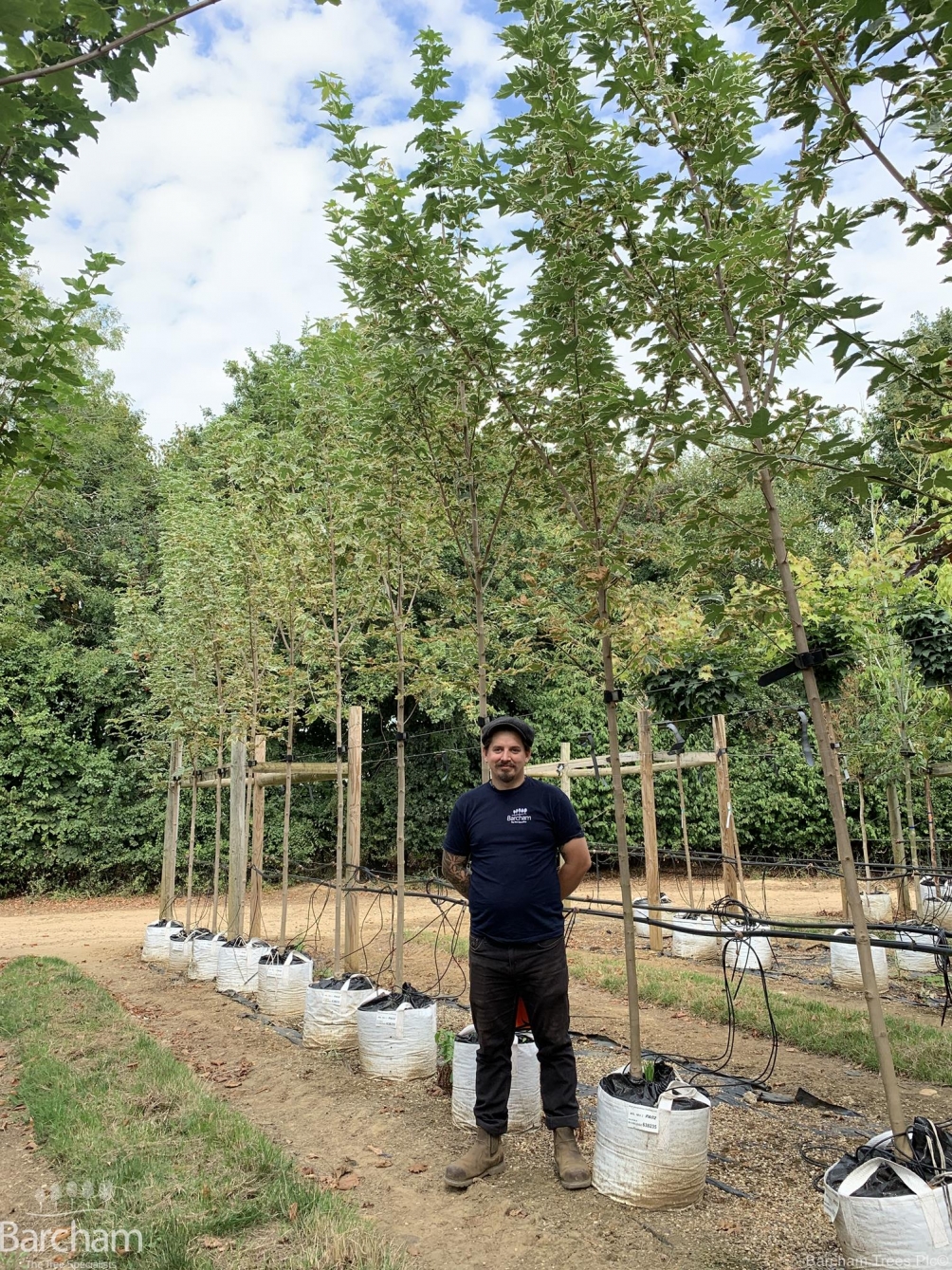Acer platanoides Drummondii