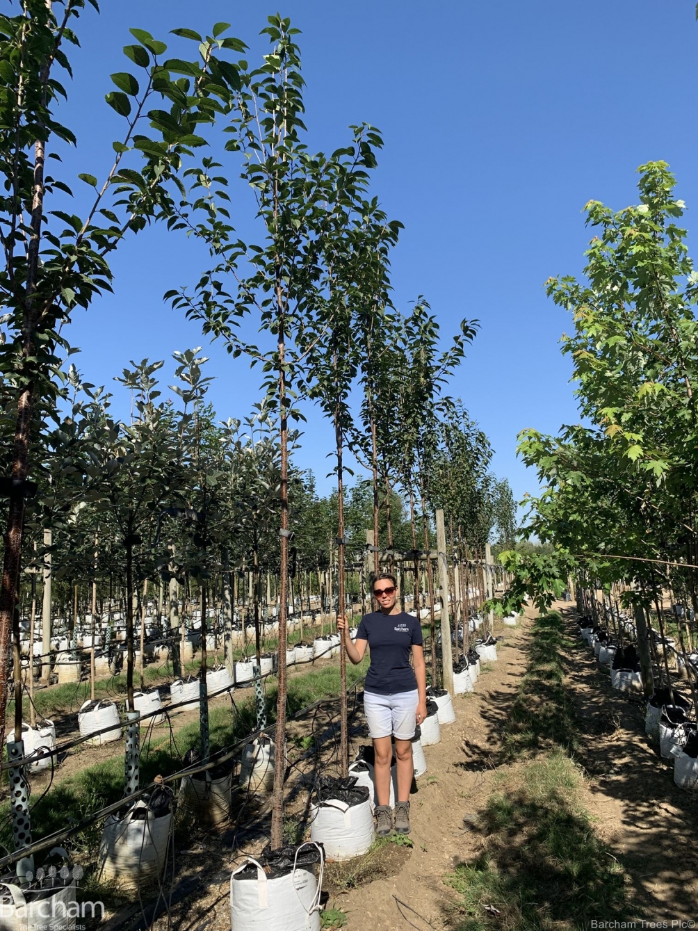 Prunus schmittii