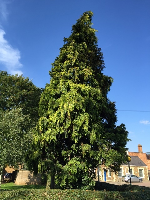 Mature Chamaecyparis Lawsoniana Stardust