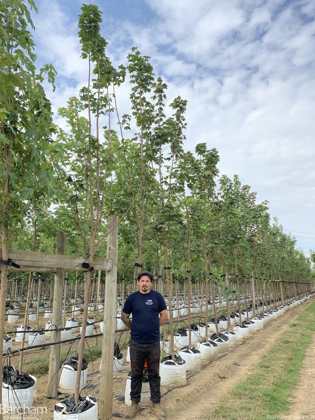 Acer pseudoplatanus