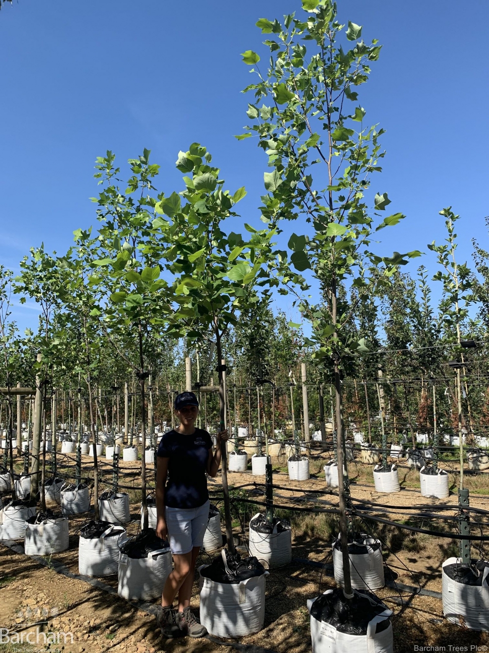 Liriodendron tulipifera
