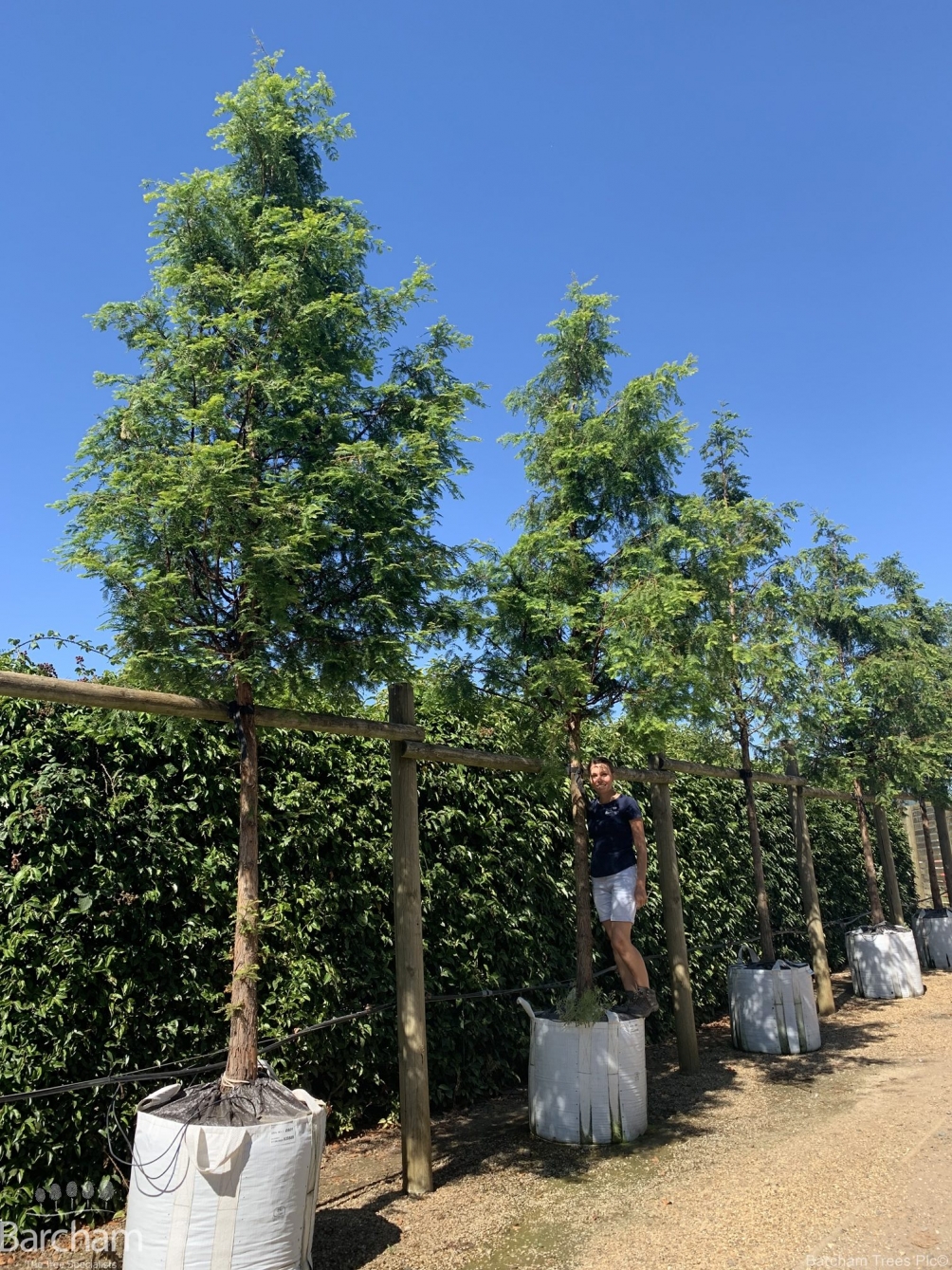 Metasequoia glyptostroboides