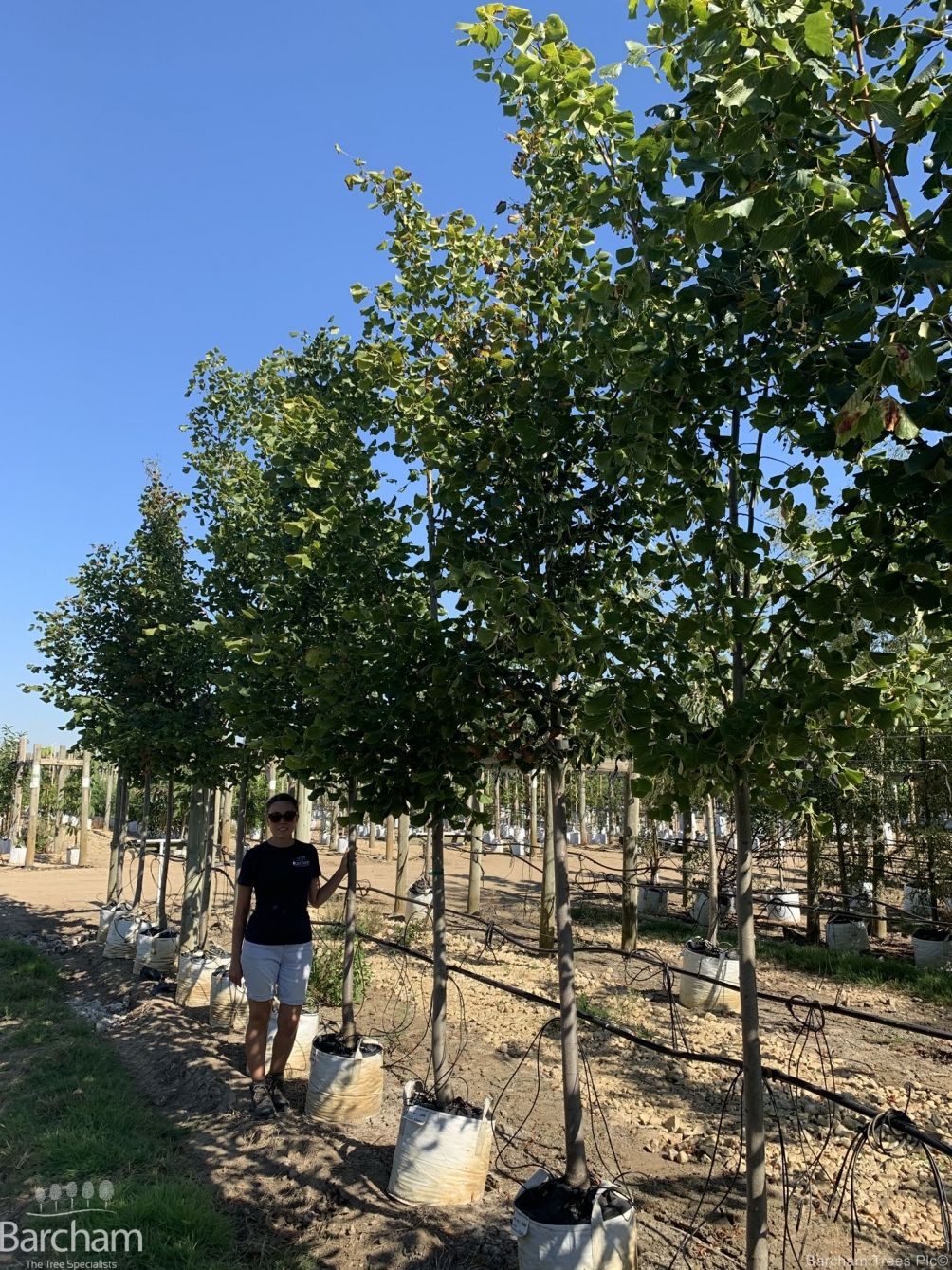 Tilia platyphyllos Rubra
