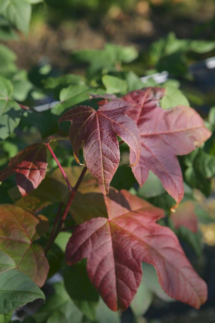 Liquidambar styraciflua Acalycina foliage