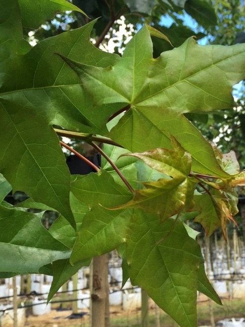 foliage of Acer platanoides Pacific Sunset