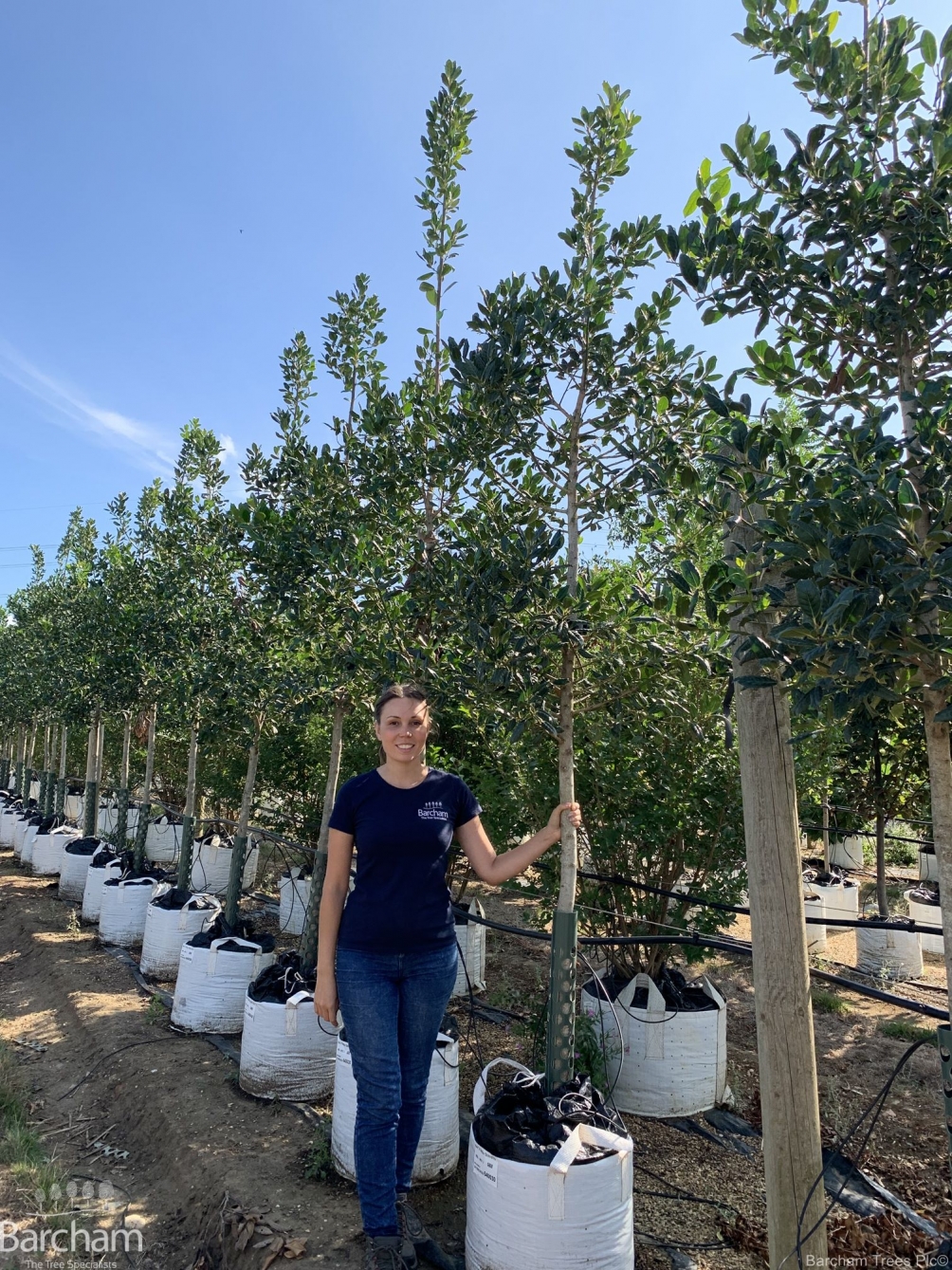 Ilex aquifolium Nellie Stevens