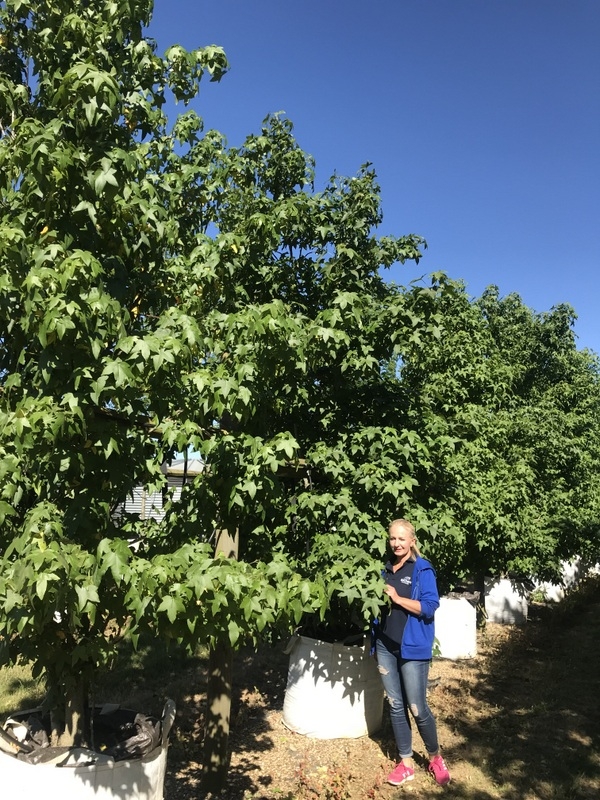 Liquidambar styraciflua multi-stem