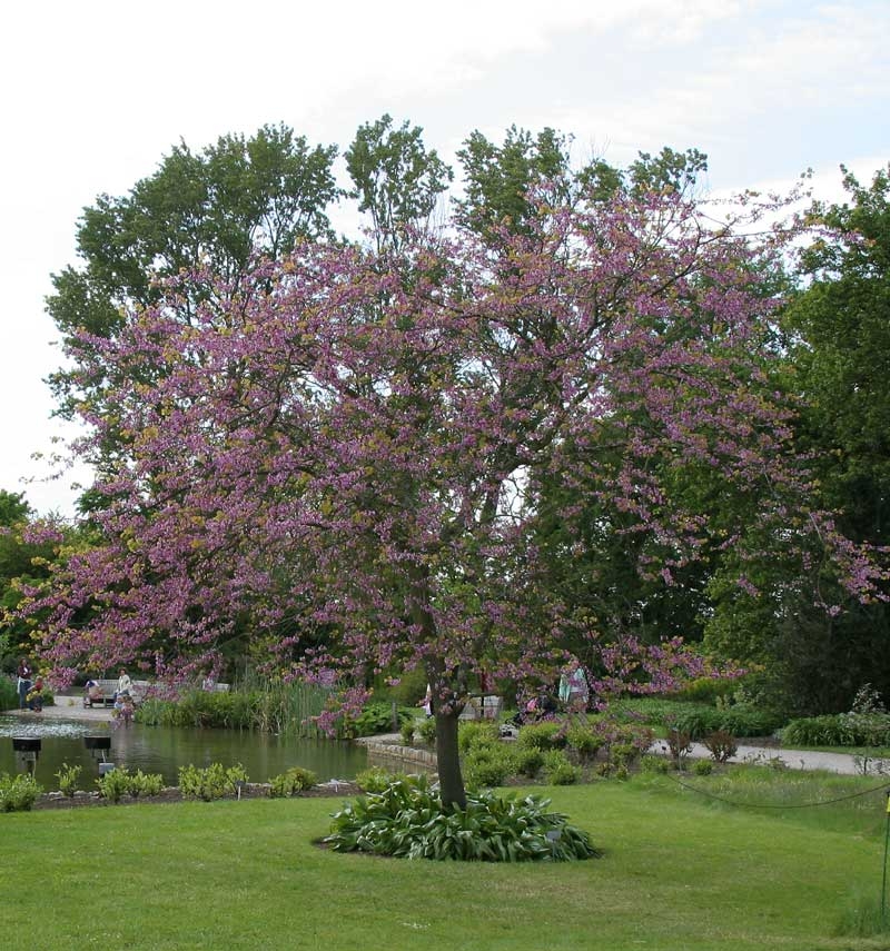 Mature Cercis siliquastrum