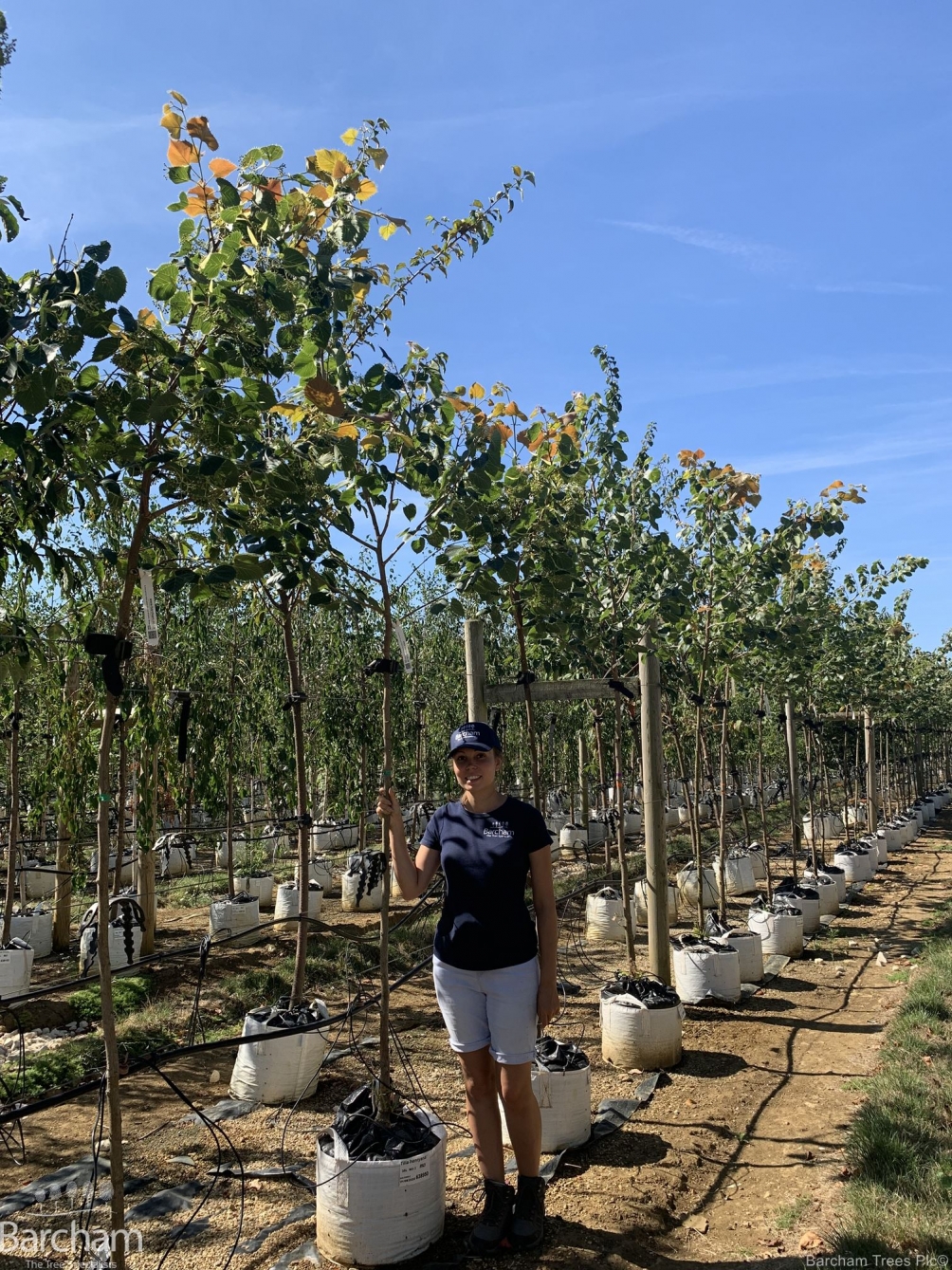 Tilia henryana