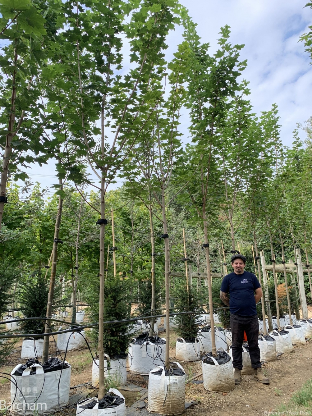 Acer platanoides Farlakes Green
