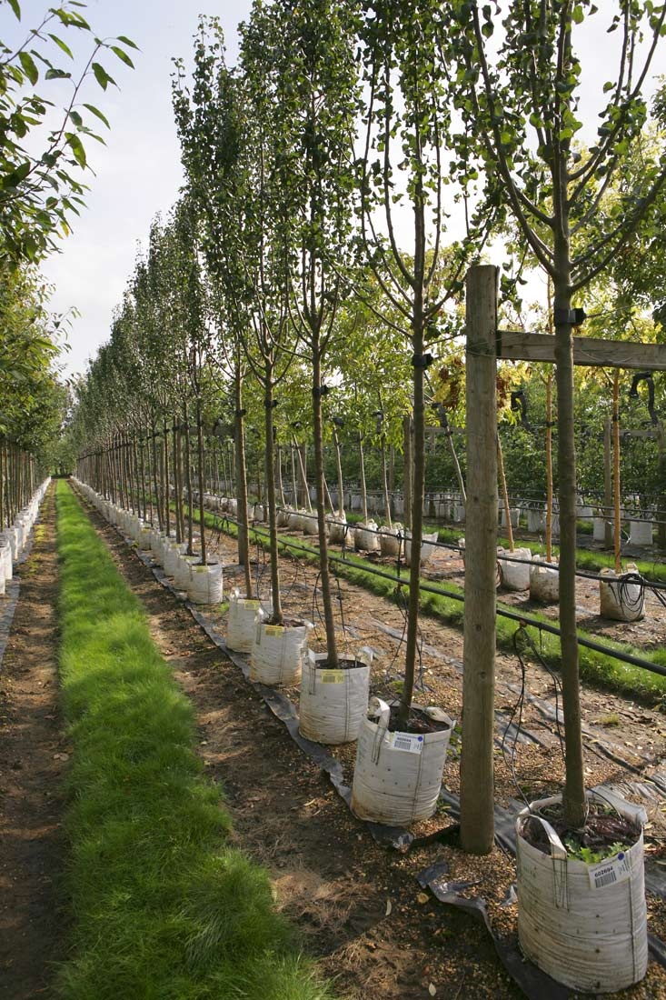 Pyrus communis Beech Hill at barcham trees