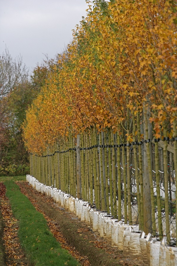 Acer campestre Queen Elizabeth in autumn colour