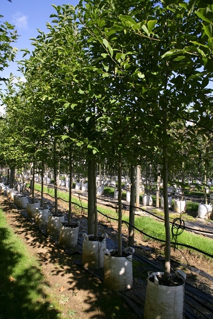 Magnolia kobus