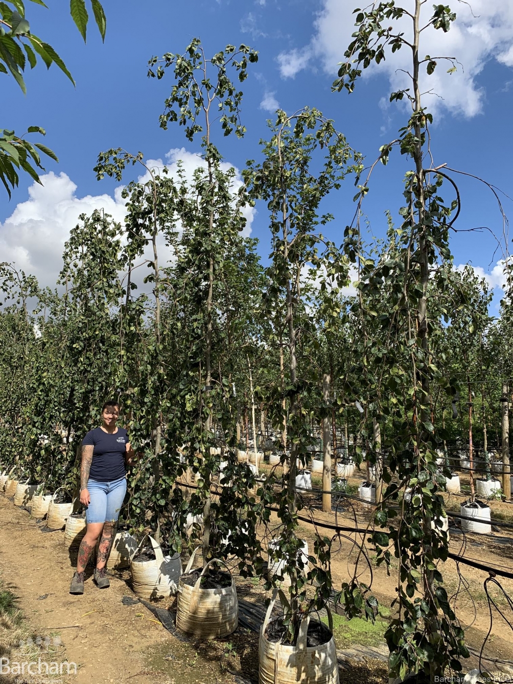 Fagus sylvatica Pendula