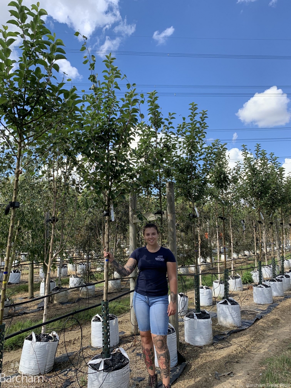 Malus Evereste