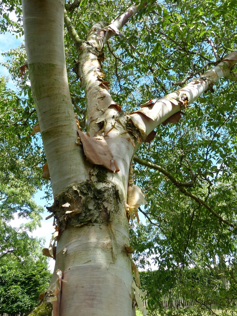 The pinkish, flaky bark of Betula albosinensis Fascination