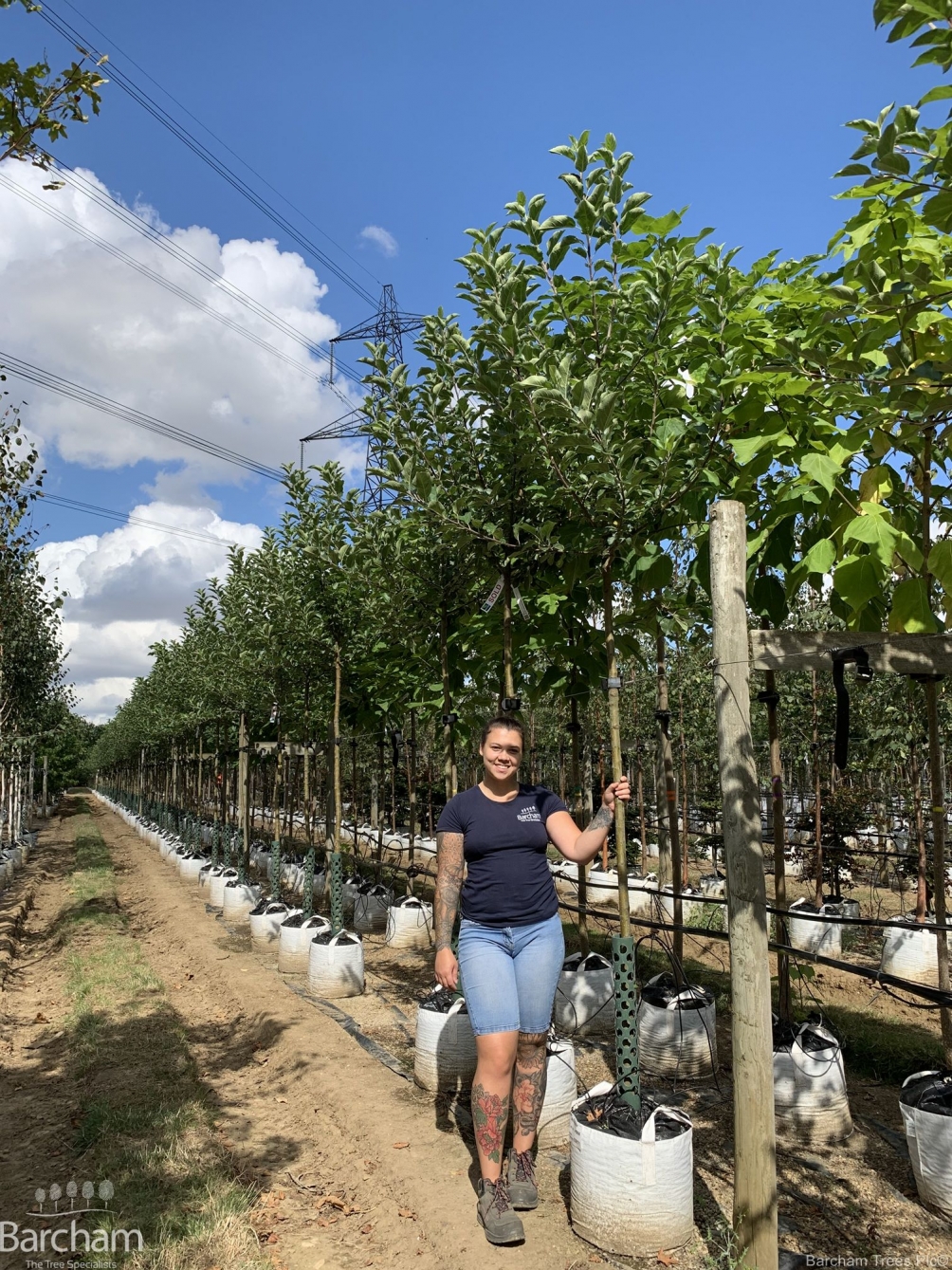 Malus Elstar