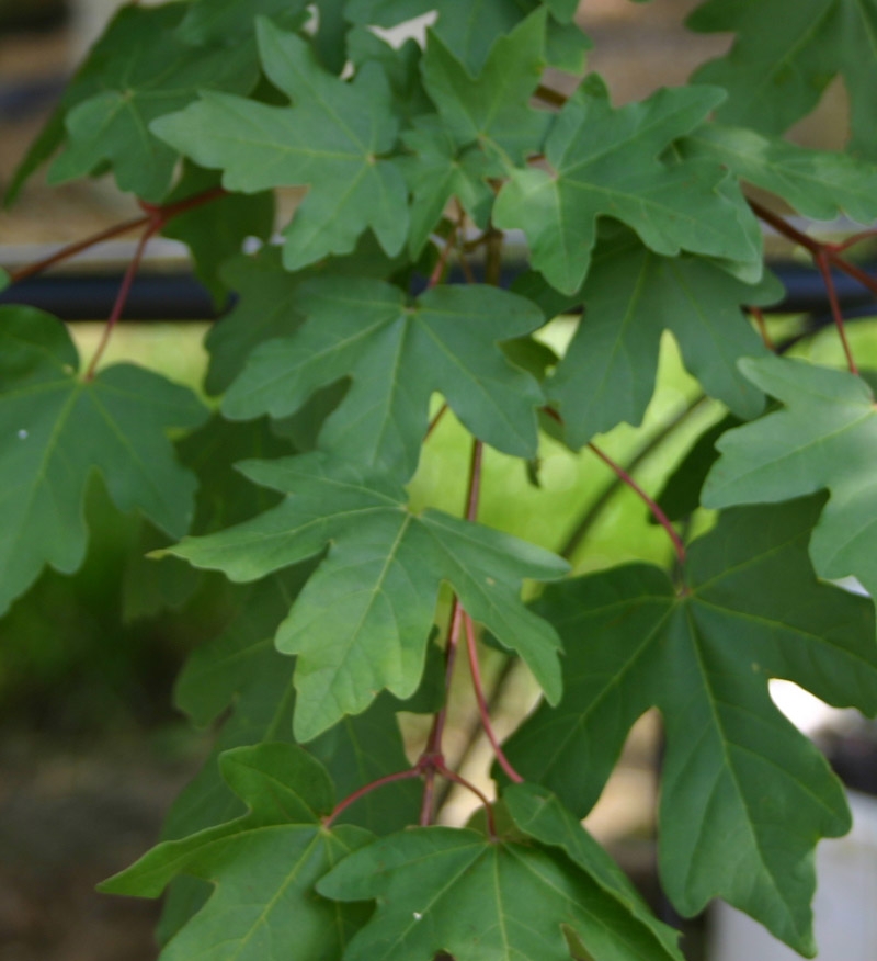 the leaves of Acer campestre in detail