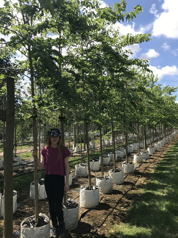 Celtis occidentalis at Barcham Trees