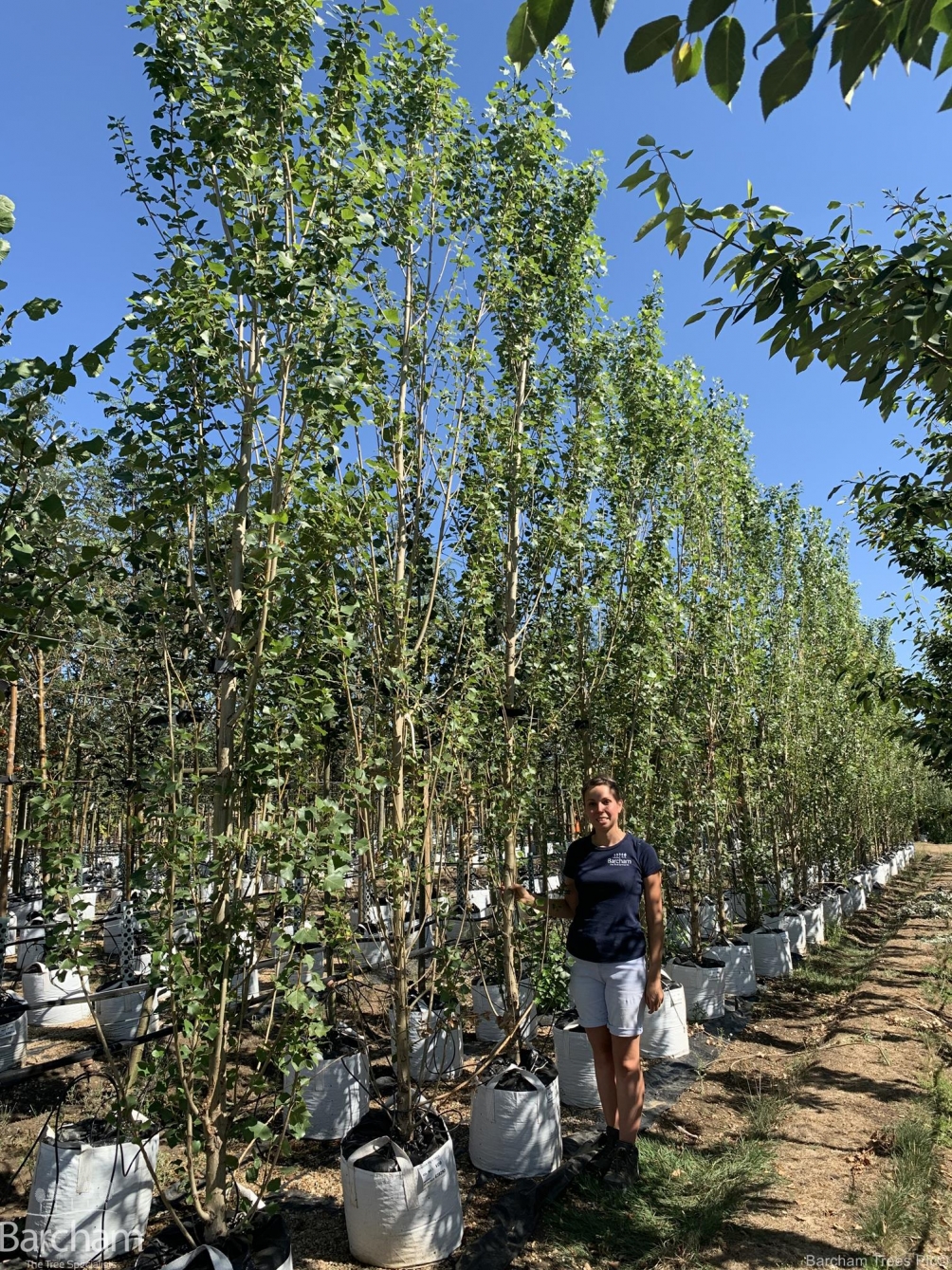 Populus nigra Italica