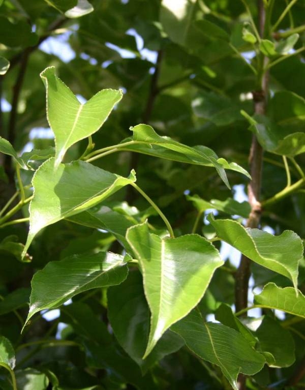the glossy green foliage of pyrus